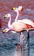 flamingo's in Bolivia