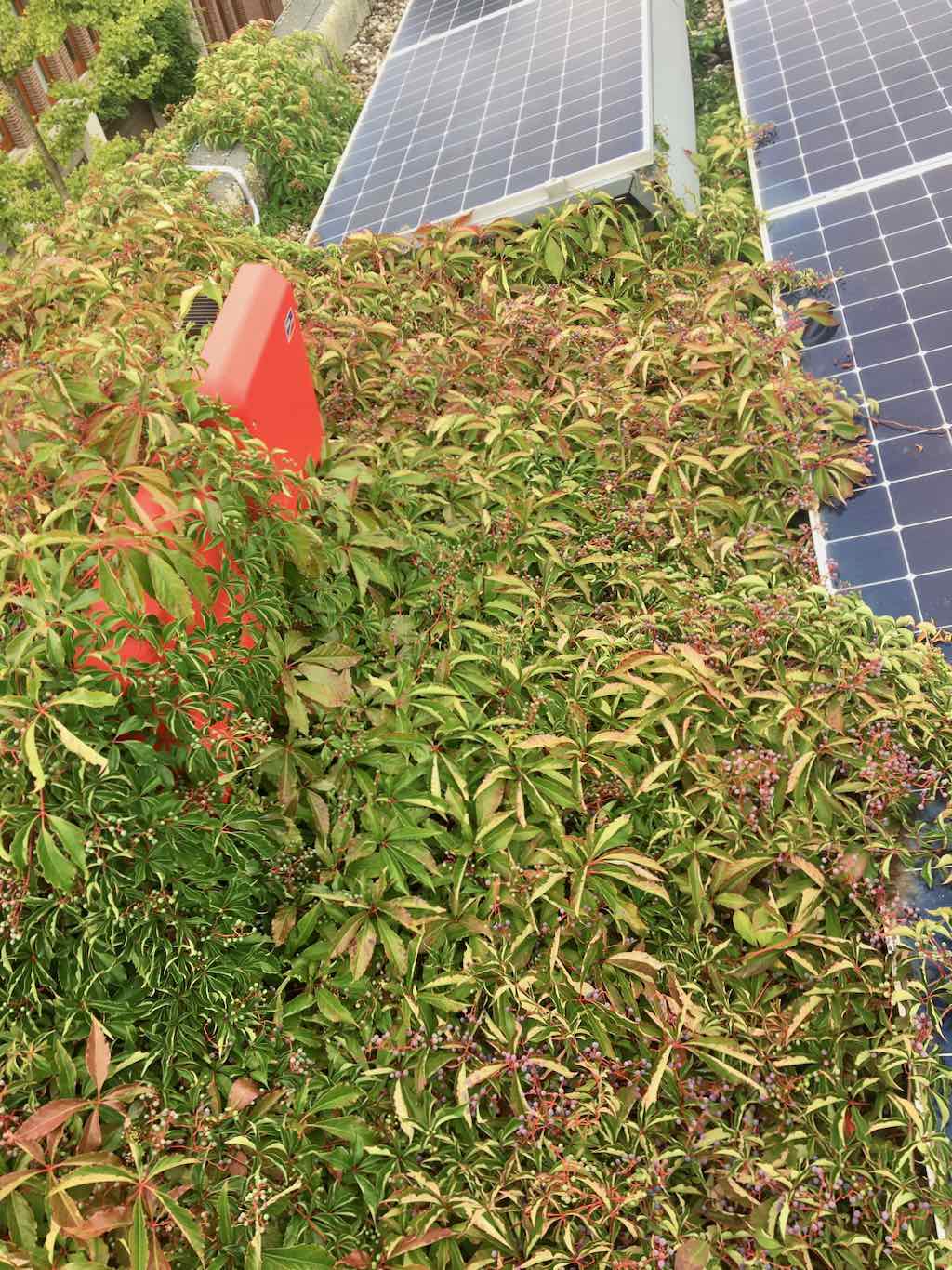 Hier mag wel wat gesnoeid worden